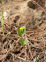 Coronilla scorpioides