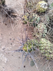 Tephrocactus aoracanthus