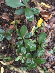 Corynocarpus laevigatus