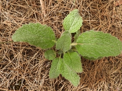 Salvia aethiopis