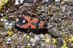 Horvathiolus superbus