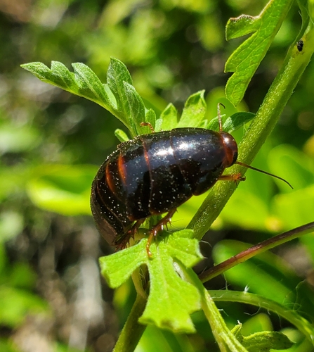 Surinam Cockroach