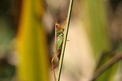 Conocephalus cinnamonifrons
