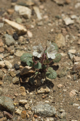 Phacelia longipes