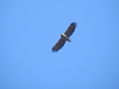 Haliaeetus albicilla