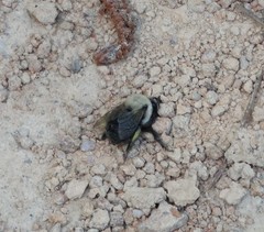 Anthophora abrupta