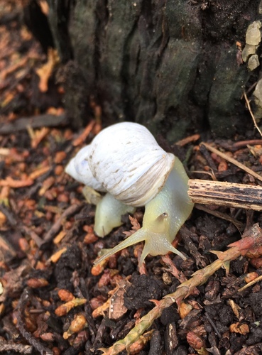 Rabdotus