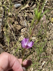 Clarkia williamsonii