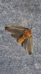 Endobrachys revocans