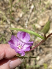Clarkia williamsonii
