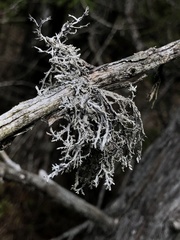 Pseudevernia consocians