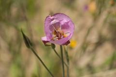 Calochortus palmeri