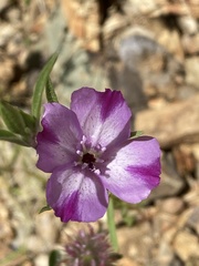Clarkia williamsonii