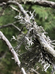 Pseudevernia consocians