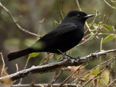White-Winged Black Tyrant photo 1