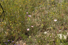 Calochortus palmeri