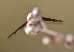 Bombylius anthophilus