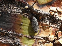 Chrysobothris octocola