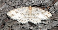 Melanolophia signataria
