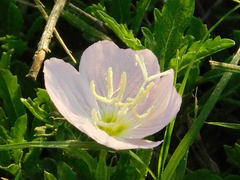 Oenothera speciosa