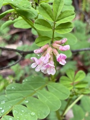 Hosackia rosea