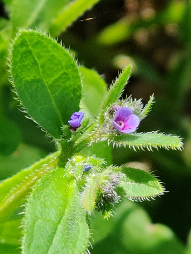 Asperugo