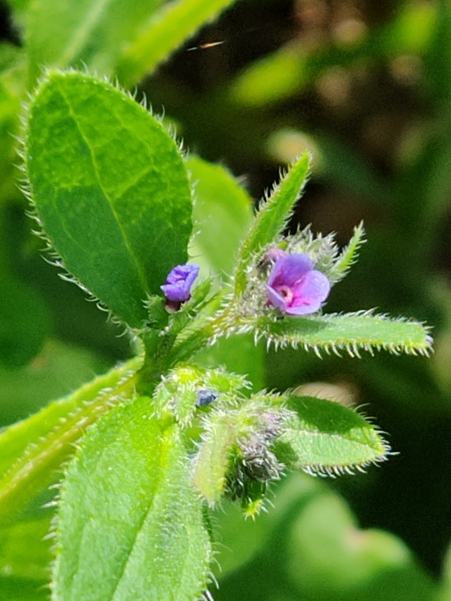 Asperugo