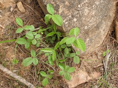 Bituminaria bituminosa