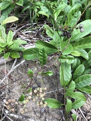 Davilla