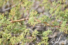 Mimosa burkartii