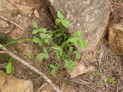 Bituminaria bituminosa