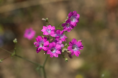 Saltugilia splendens