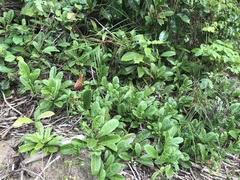 Davilla