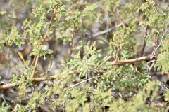 Mimosa burkartii