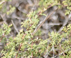 Mimosa burkartii