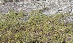Mimosa burkartii