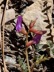 Astragalus oophorus
