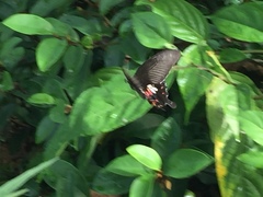 Papilio polytes romulus