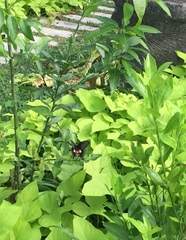 Papilio polytes romulus