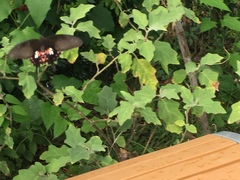 Papilio polytes romulus