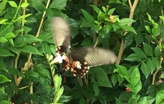 Papilio polytes romulus