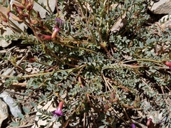 Astragalus oophorus