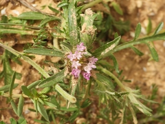 Centaurea sphaerocephala