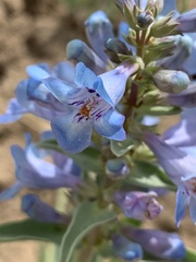Penstemon angustifolius caudatus