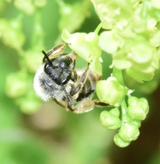 Andrena rufosignata