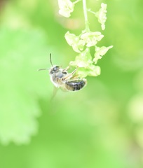 Andrena rufosignata