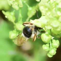 Andrena rufosignata