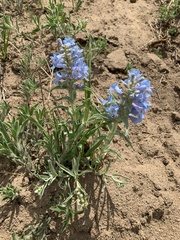 Penstemon angustifolius caudatus
