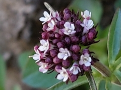 Valeriana arizonica