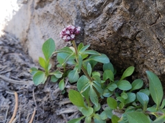 Valeriana arizonica